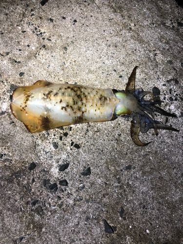 吹上浜（鹿児島）