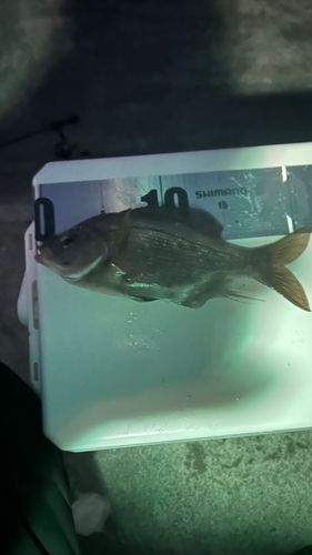 ウミタナゴの釣果