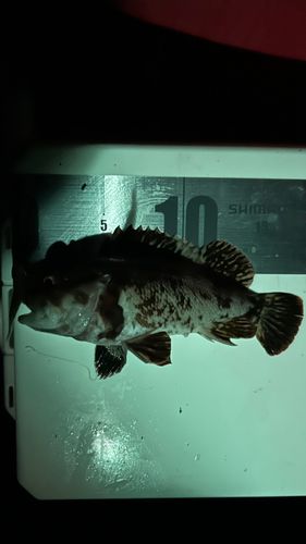 オウゴンムラソイの釣果