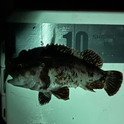 オウゴンムラソイ