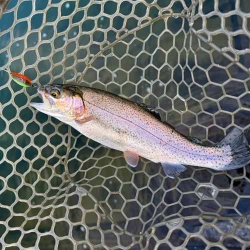 ニジマスの釣果