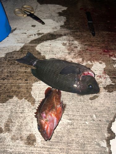 金沢水際線緑地（福浦岸壁）