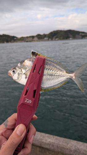 ヒイラギの釣果