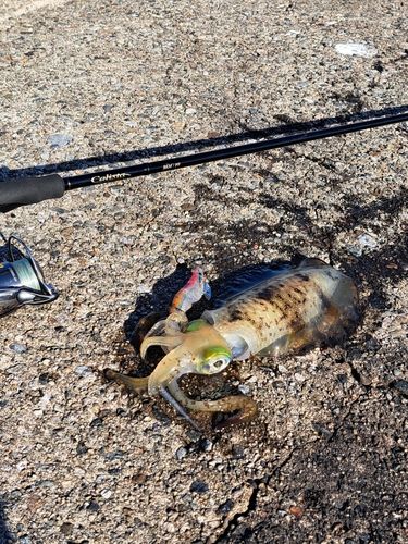 アオリイカの釣果