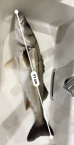 セイゴ（タイリクスズキ）の釣果