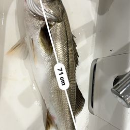 セイゴ（タイリクスズキ）