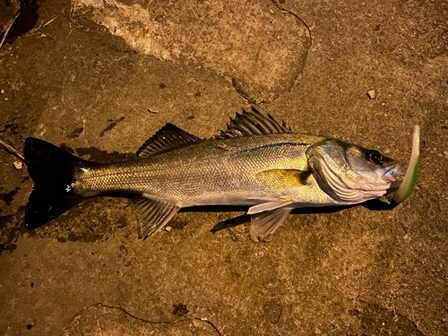 シーバスの釣果