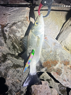 セイゴ（ヒラスズキ）の釣果