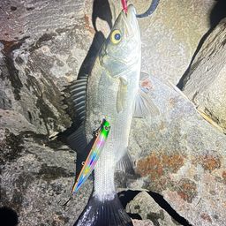 セイゴ（ヒラスズキ）