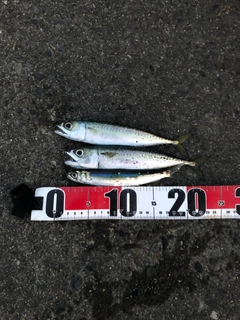 サバの釣果