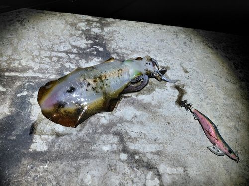 アオリイカの釣果