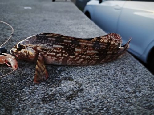 アイナメの釣果