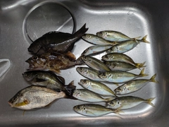 アジの釣果
