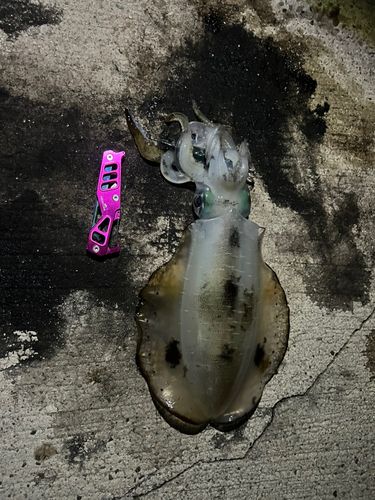 アオリイカの釣果