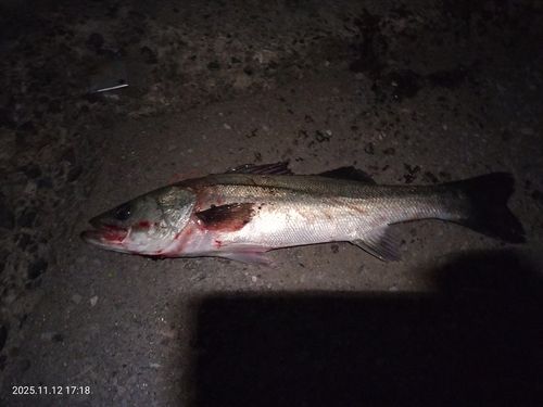 ディズニーリゾート付近