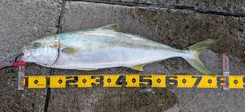 ヒラマサの釣果