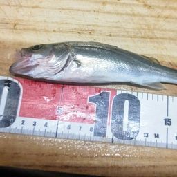 セイゴ（マルスズキ）