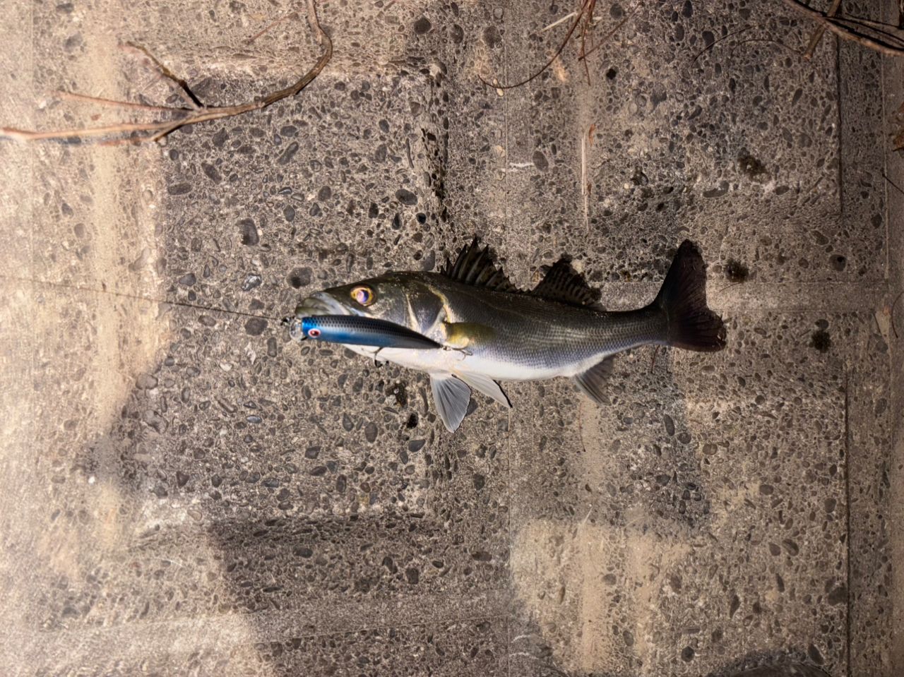 セイゴ（マルスズキ）