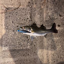 セイゴ（マルスズキ）