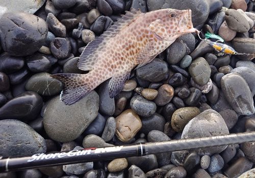 オオモンハタの釣果