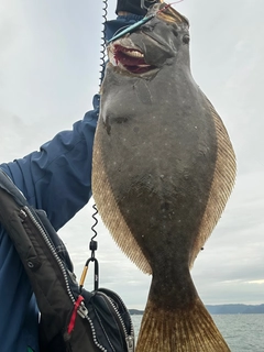 ヒラメの釣果