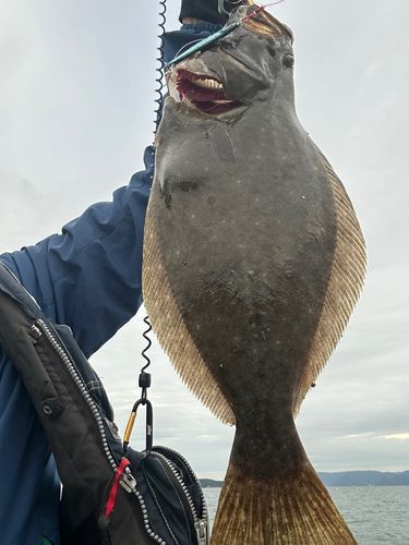ヒラメの釣果