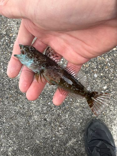 アナハゼの釣果