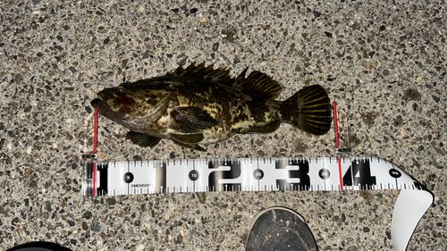 タケノコメバルの釣果