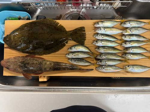 ヒラメの釣果