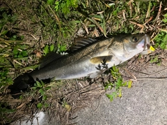 シーバスの釣果