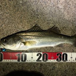 フッコ（マルスズキ）