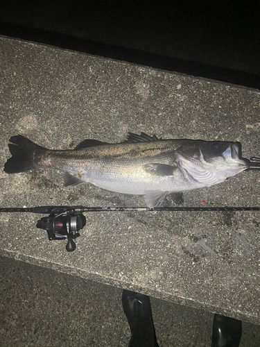 シーバスの釣果