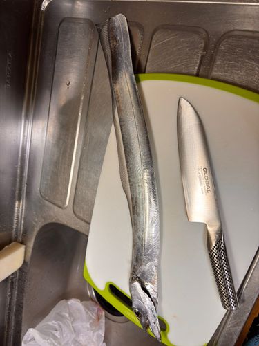 タチウオの釣果