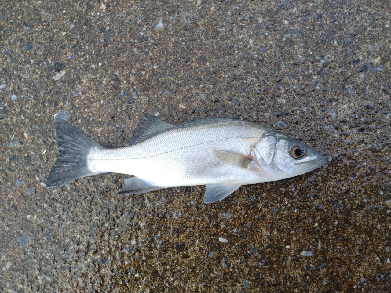 セイゴ（ヒラスズキ）