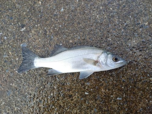 セイゴ（ヒラスズキ）の釣果