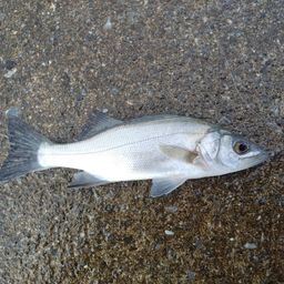 セイゴ（ヒラスズキ）