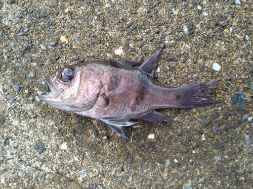 ヨコスジイシモチの釣果