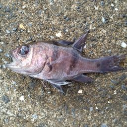 ヨコスジイシモチ