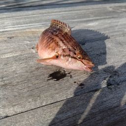 アカササノハベラ