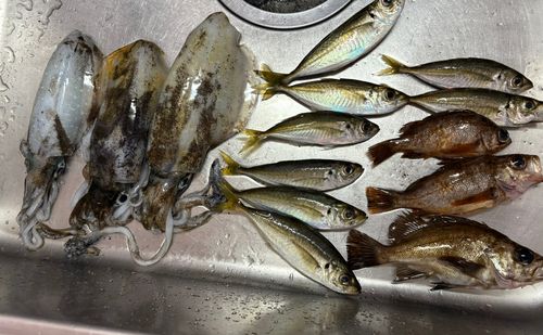 小島（伊万里）