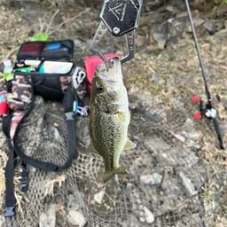 ラージマウスバス