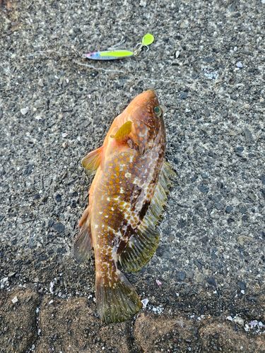 キジハタの釣果