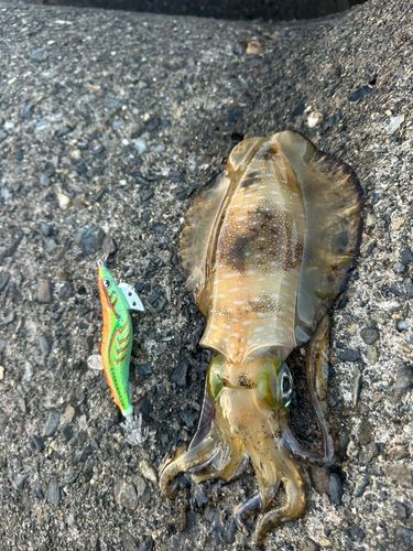アオリイカの釣果