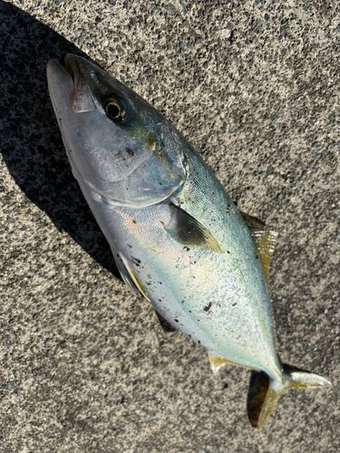 三陸海岸（岩手）