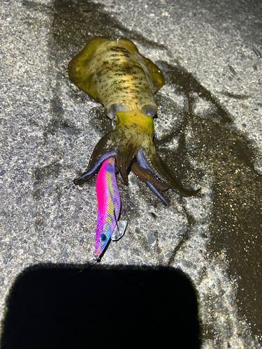 アオリイカの釣果