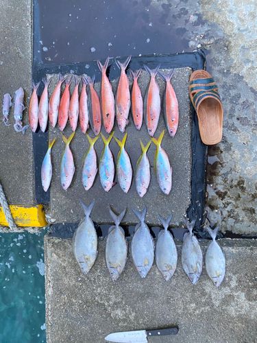 グルクンの釣果