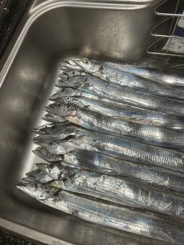 タチウオの釣果