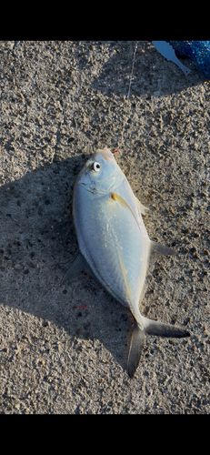 シマアジの釣果