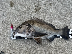チヌの釣果