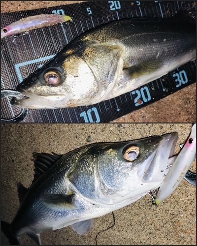 シーバスの釣果